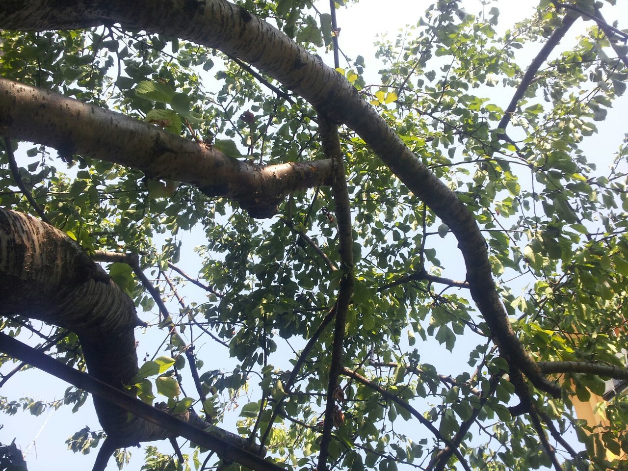 tree, low angle view, branch, growth, tree trunk, nature, clear sky, tranquility, beauty in nature, sky, day, outdoors, no people, scenics, green color, sunlight, leaf, directly below, tranquil scene, blue