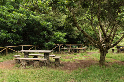 Trees in park