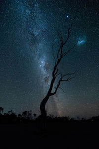 Silhouette tree against sky at night