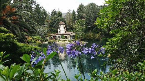 Purple flowering plants in lake