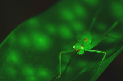 Close-up of insect on leaf