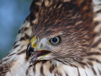 Close-up of hawk