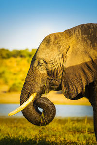 Elephant drinking water