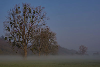 Trees on field against sky during foggy weather