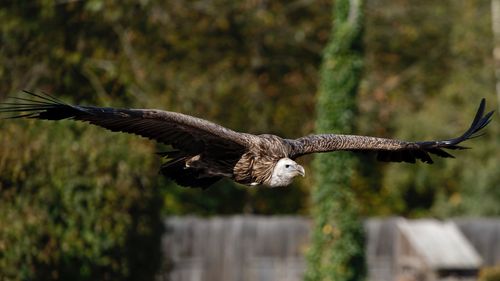 Close-up of eagle flying in mid-air