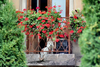 Dog - terrace