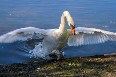 Swan floating on lake