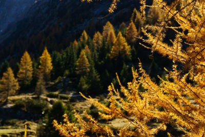 Close-up of pine tree in forest during winter