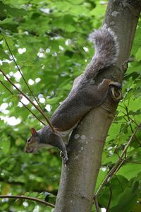 Close-up of an animal on tree stump