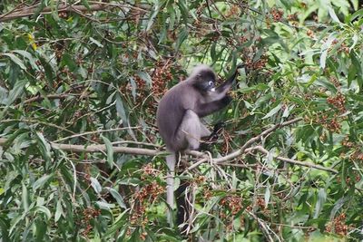 Monkey on branch