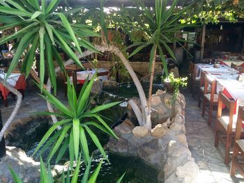 Plants growing in backyard