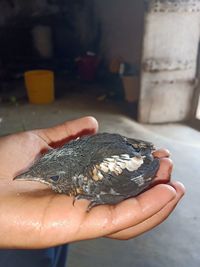 Close-up of hand holding leaf