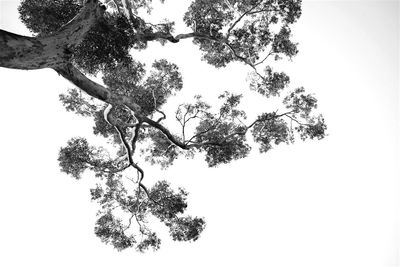 Low angle view of tree against clear sky