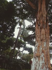 Low angle view of trees in forest