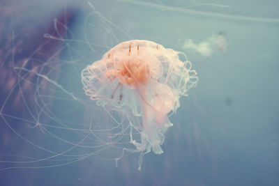 Close-up of jellyfish swimming in sea