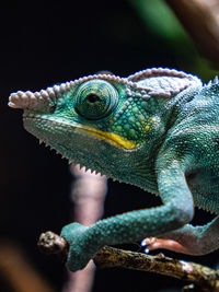 Chameleon with dark background
