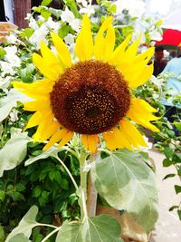 Close-up of sunflower blooming outdoors