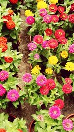 Full frame shot of pink flowers