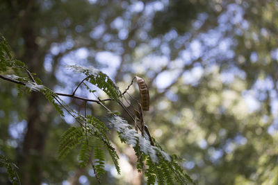 Close up of mimosa tree leaves and pods