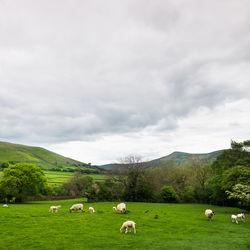 Sheep grazing in a field