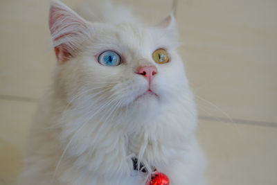 Close-up portrait of white cat