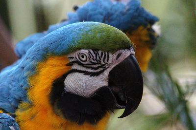 Close-up of a parrot