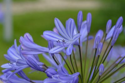 Close-up of purple crocus flowers on field