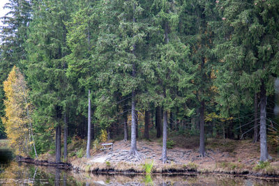 Pine trees in forest