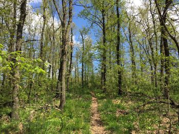 Trees in forest