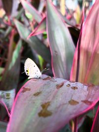 Close-up of insect on pink flower