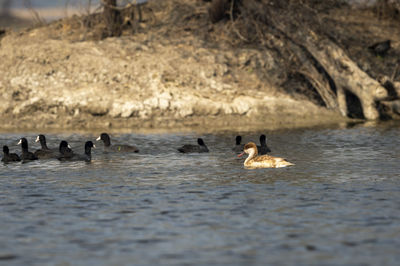 Ducks swimming in lake