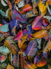 Close-up of dry maple leaves