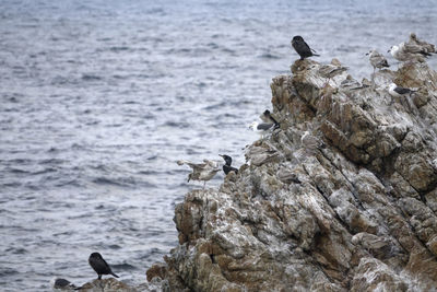 Birds perching on rock by sea