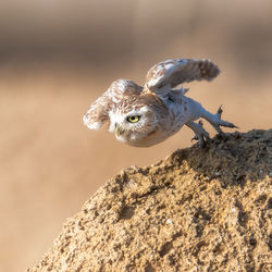 High angle view of owl looking away