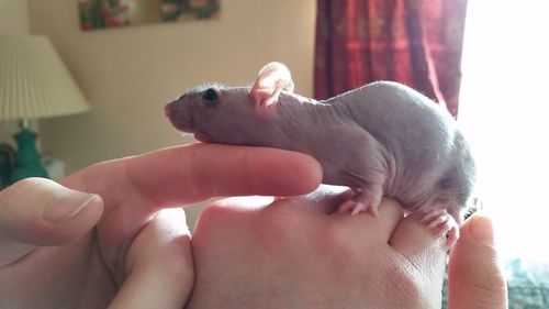 Close-up of playful rat on hands at home