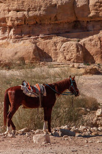 Side view of horse standing on rock