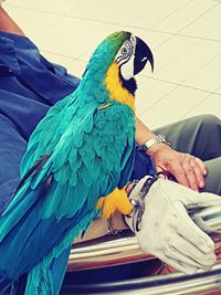 Close-up of a bird perching on hand