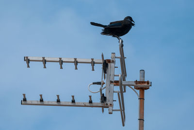 Low angle view of bird perching on metal against sky