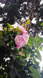 Low angle view of pink flowers blooming on tree