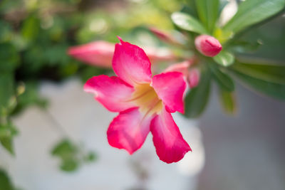 Close-up of pink flowering plant