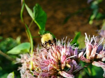 Close-up of bee on flower