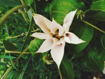 Close-up of yellow flower