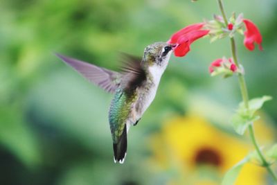 Hummingbird  flying in bloom