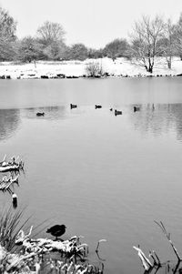 Swans swimming in lake against sky