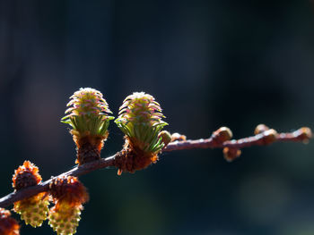 Close-up of flower plant