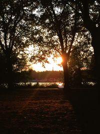 Sun shining through trees