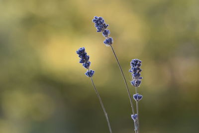 Close-up of purple flowering plant on field