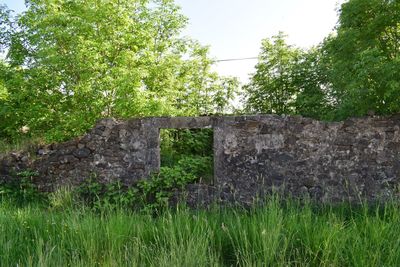 Trees growing on field