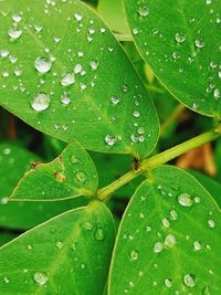 Close-up of raindrops on leaves