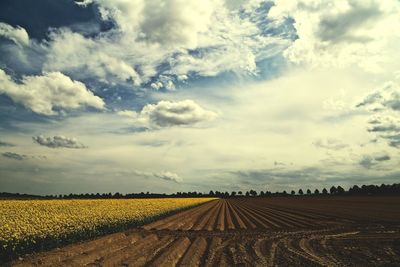 Scenic view of agricultural field against sky